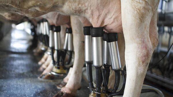 Six global dairy giants sign methane pledge